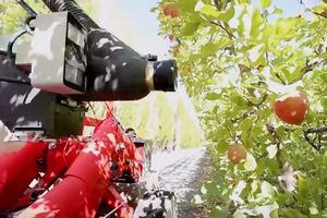 В Новой Зеландии яблоки собирают роботы